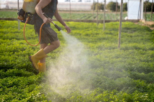 Best Pest Control Near Me  in Pineland, TX