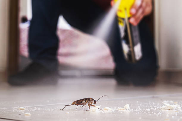 Best Affordable Pest Control Services  in Pineland, TX